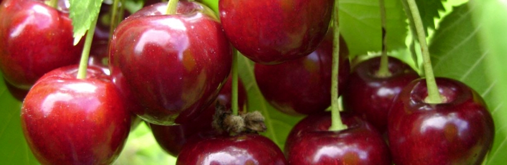 Prunus avium ovocne banner